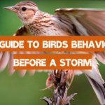 A Guide to Birds Behavior Before a Storm