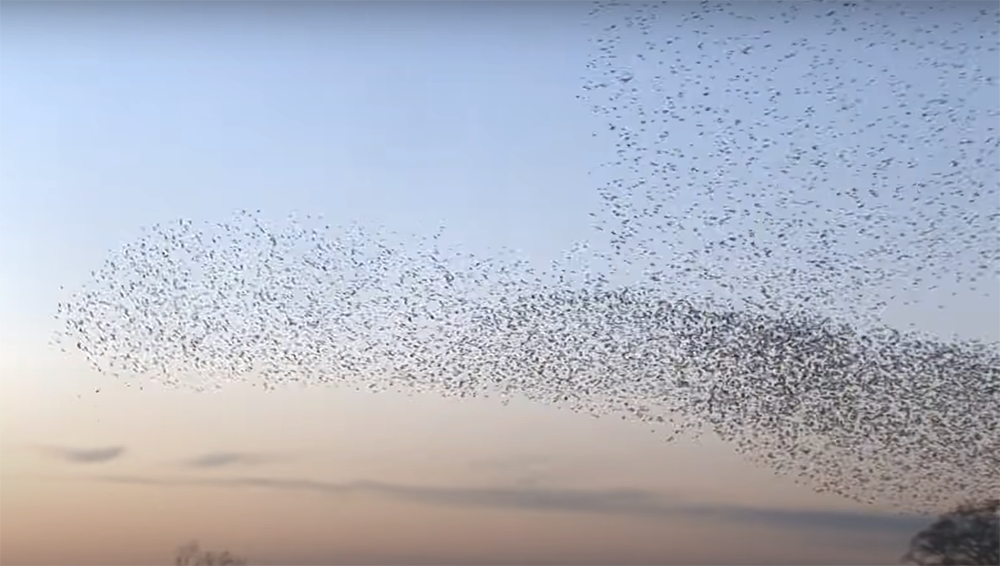 A Guide to Birds Behavior Before a Storm WeatherStationPro