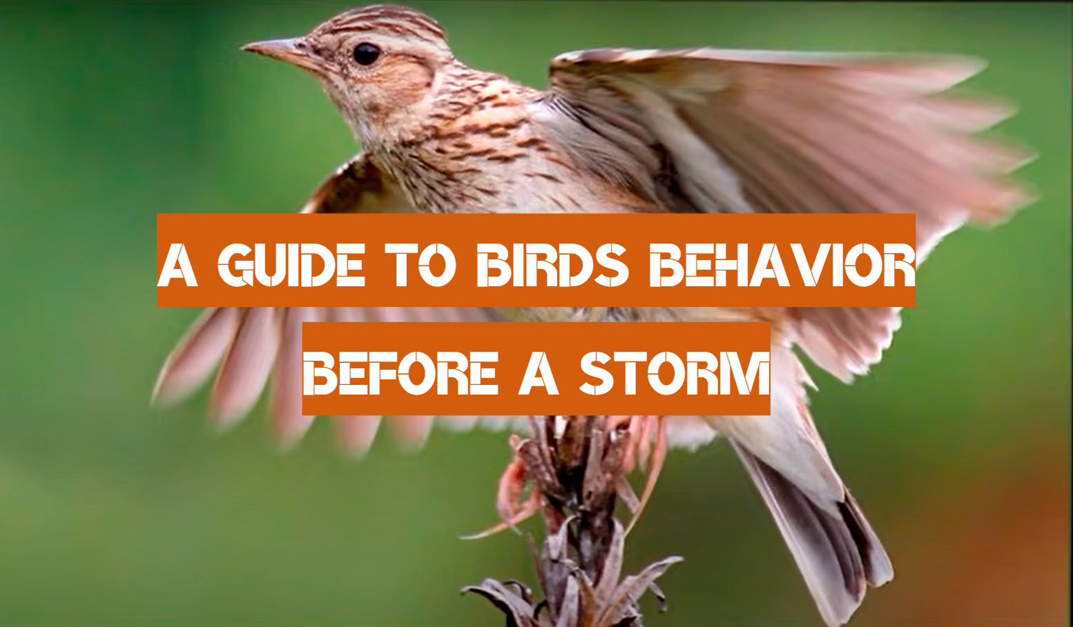 A Guide to Birds Behavior Before a Storm