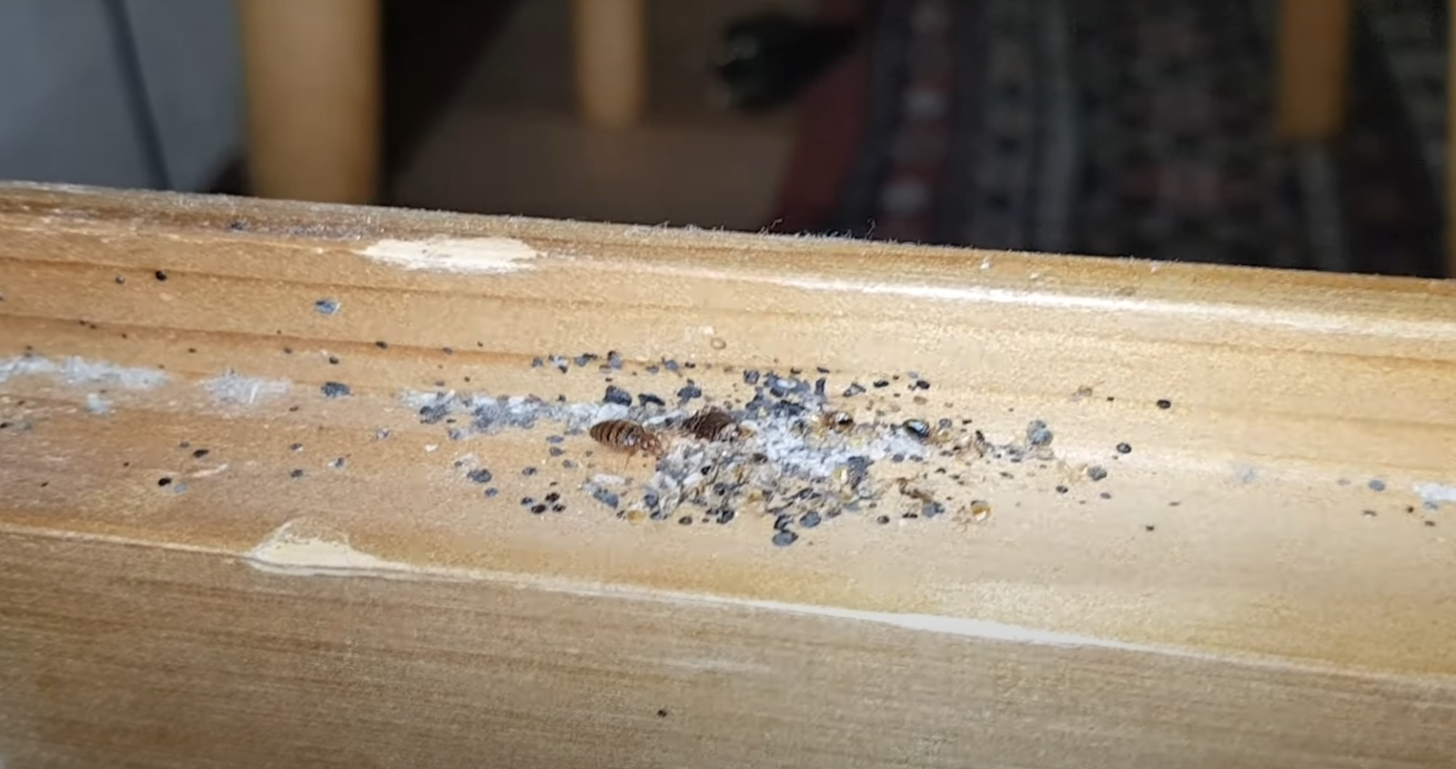 Can Bed Bugs Live in Cold Weather? WeatherStationPro