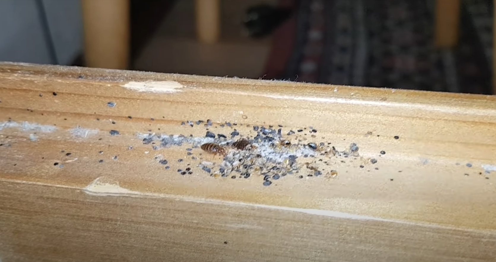 Can Bed Bugs Live in Cold Weather? WeatherStationPro