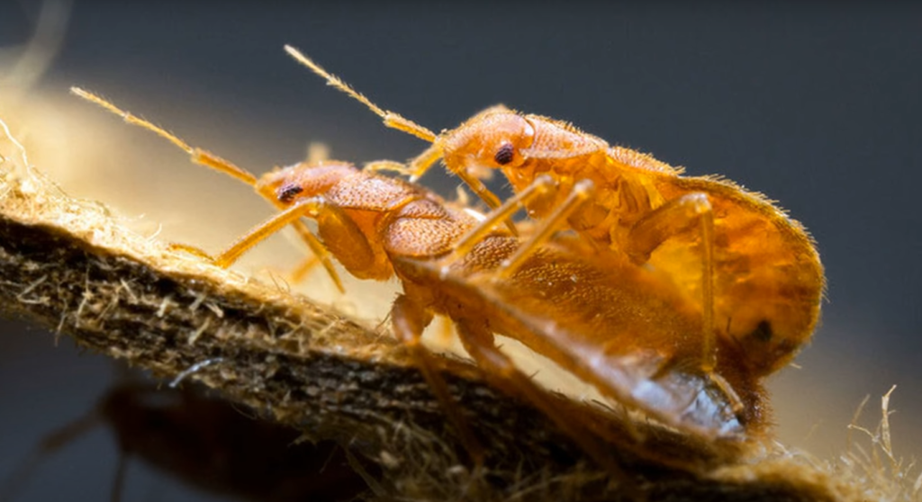 Can Bed Bugs Live in Cold Weather? WeatherStationPro