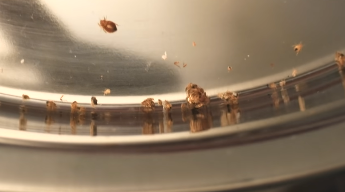 Can Bed Bugs Live in Cold Weather? WeatherStationPro