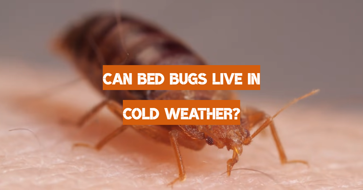 Can Bed Bugs Live in Cold Weather?