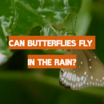 Can Butterflies Fly in the Rain?