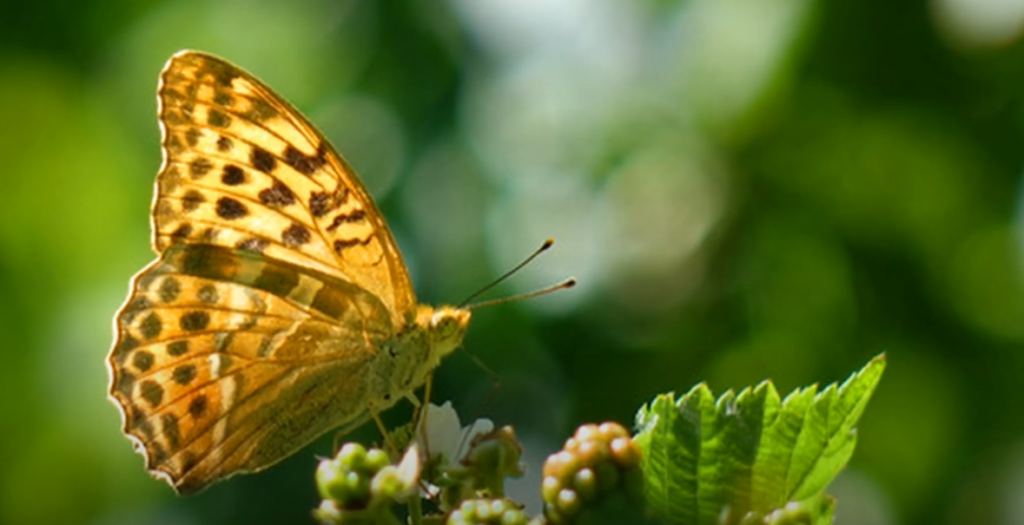Why Do Butterflies Hide When It’s Raining?