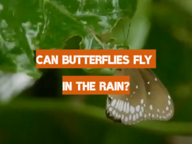 Can Butterflies Fly in the Rain?