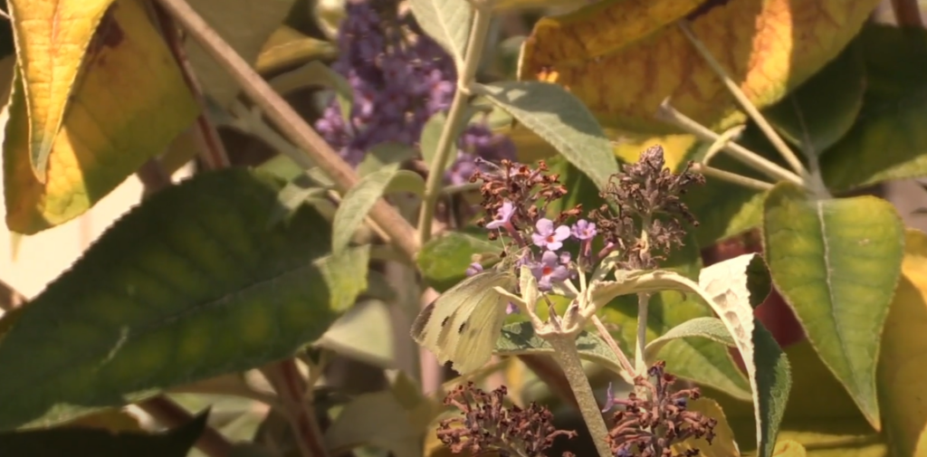 Can Water Kill Butterflies?