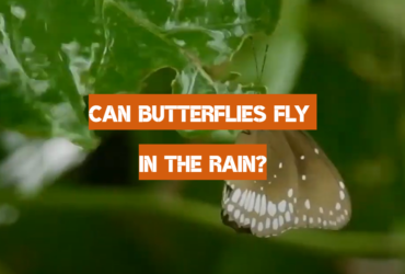 Can Butterflies Fly in the Rain?