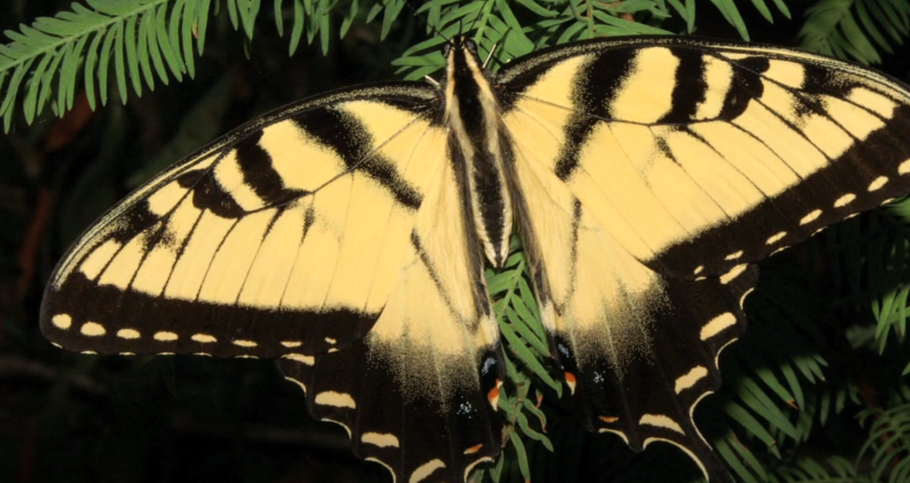 What do Butterflies Do When It Rains