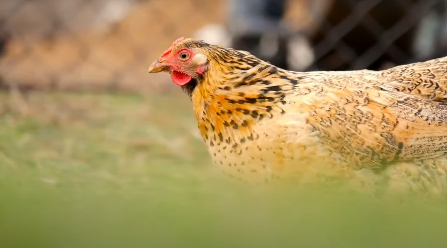 Can Chickens Survive Winter? WeatherStationPro