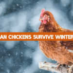 Can Chickens Survive Winter?