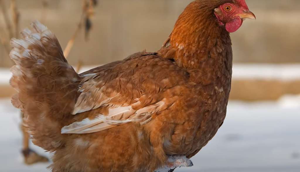 How to Keep Chickens During Winter