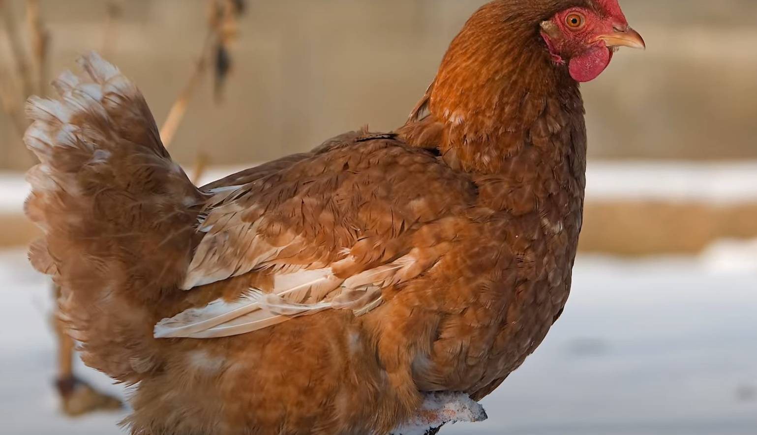 Can Chickens Survive Winter? WeatherStationPro