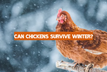 Can Chickens Survive Winter?