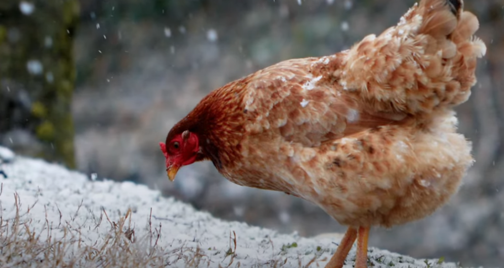 How to Keep Chickens During Winter