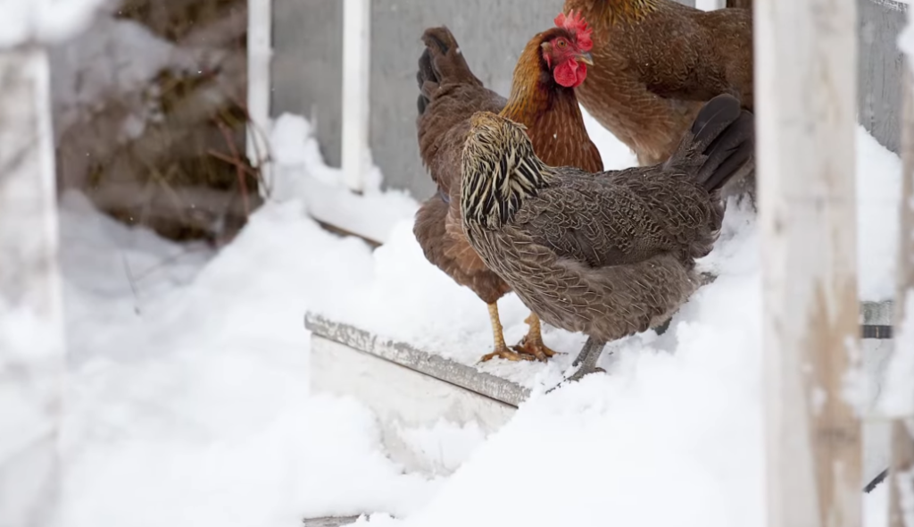 How to Keep Chickens During Winter