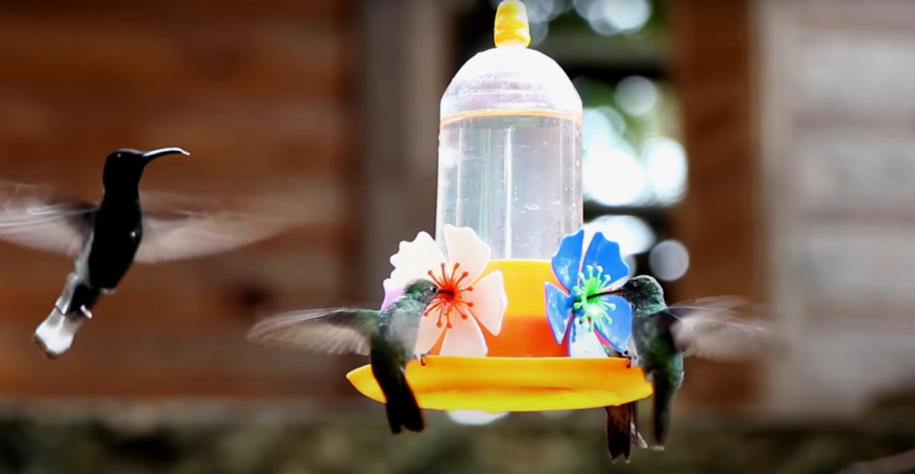 Hummingbirds and Their Behavior