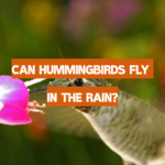 Can Hummingbirds Fly in the Rain?