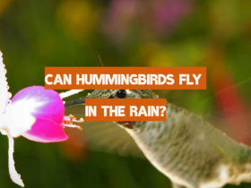 Can Hummingbirds Fly in the Rain?