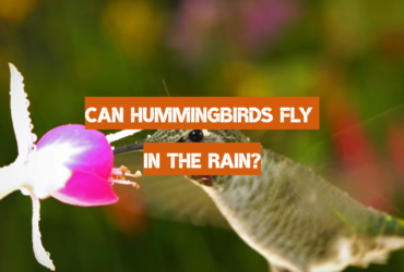 Can Hummingbirds Fly in the Rain?