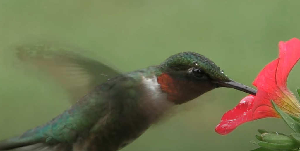 Hummingbirds and the Cold Weather