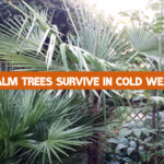 Can Palm Trees Survive in Cold Weather?