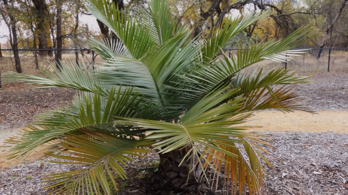 Can Palm Trees Survive in Cold Weather? WeatherStationPro