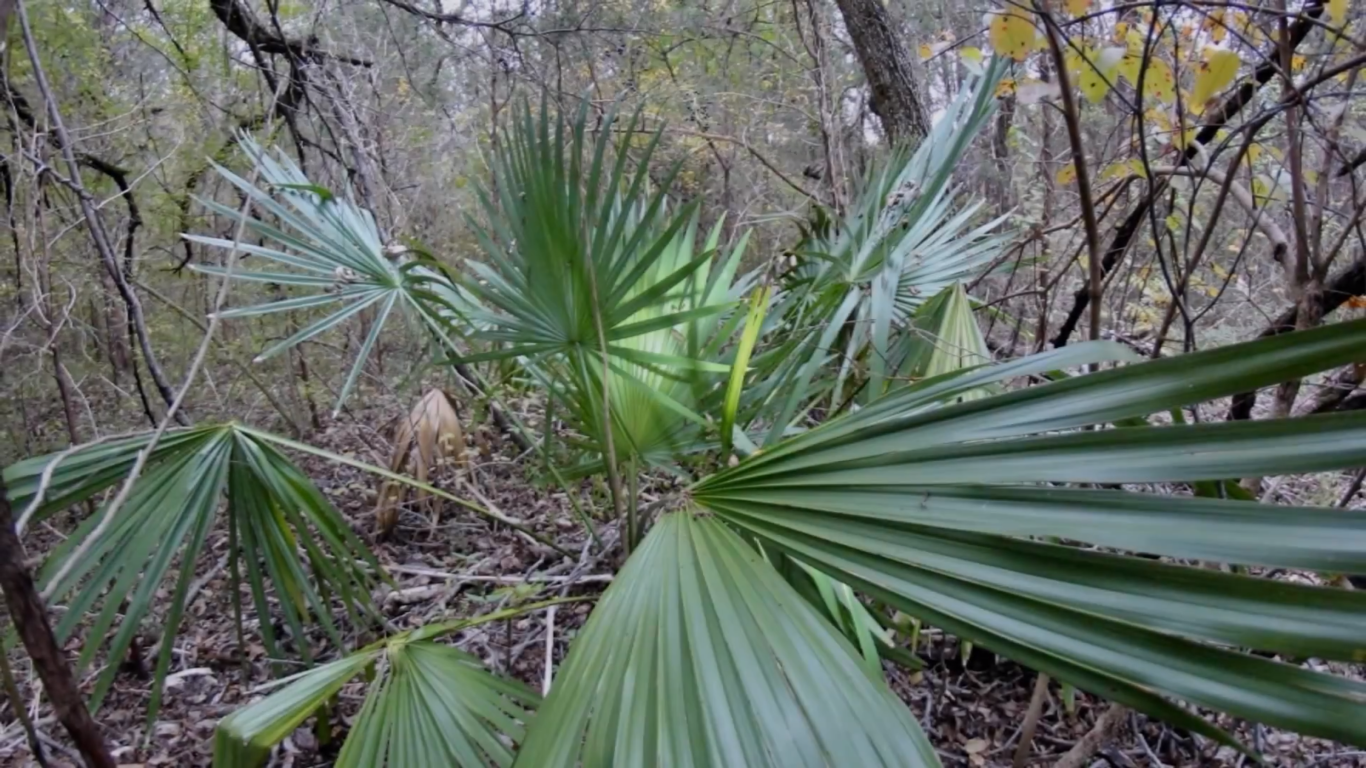 Can Palm Trees Survive in Cold Weather? WeatherStationPro