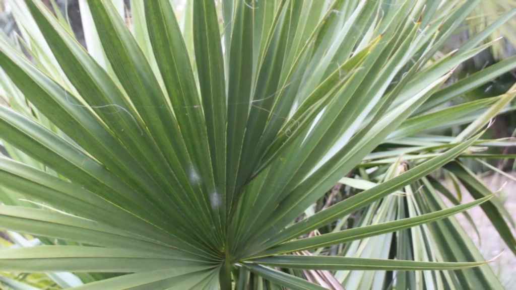 Palm Trees That Can Survive Cold Weather