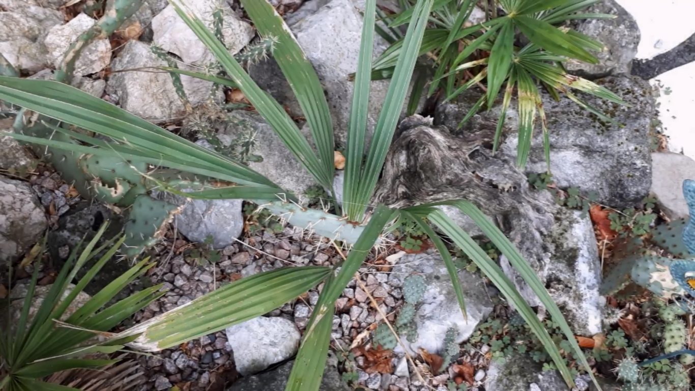 Can Palm Trees Survive in Cold Weather? WeatherStationPro