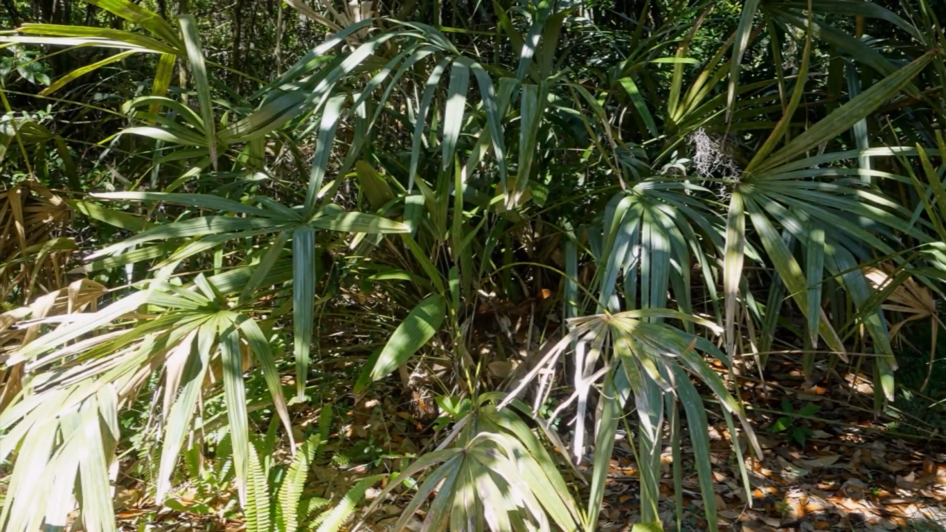 Can Palm Trees Survive in Cold Weather? WeatherStationPro
