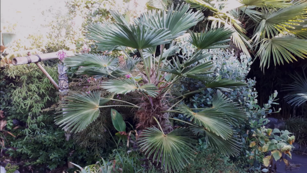 Tips for Growing Cold Hardy Palms