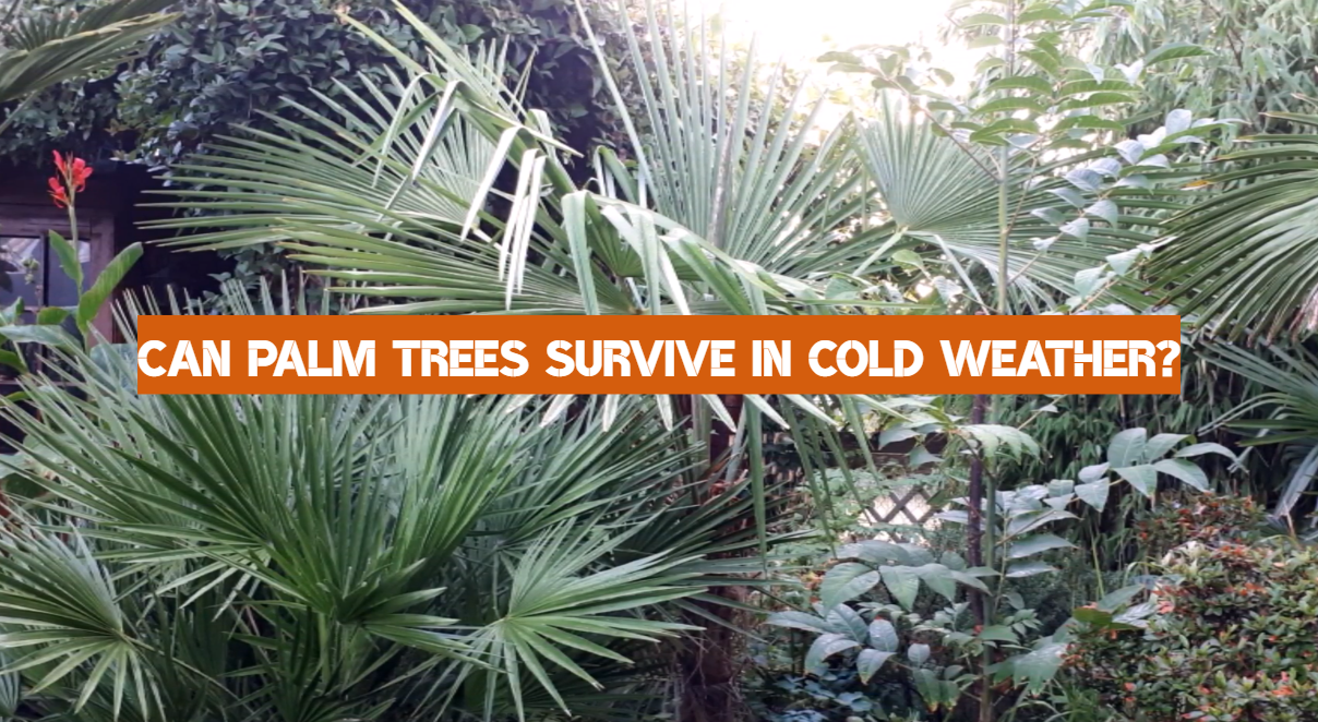 Can Palm Trees Survive in Cold Weather?