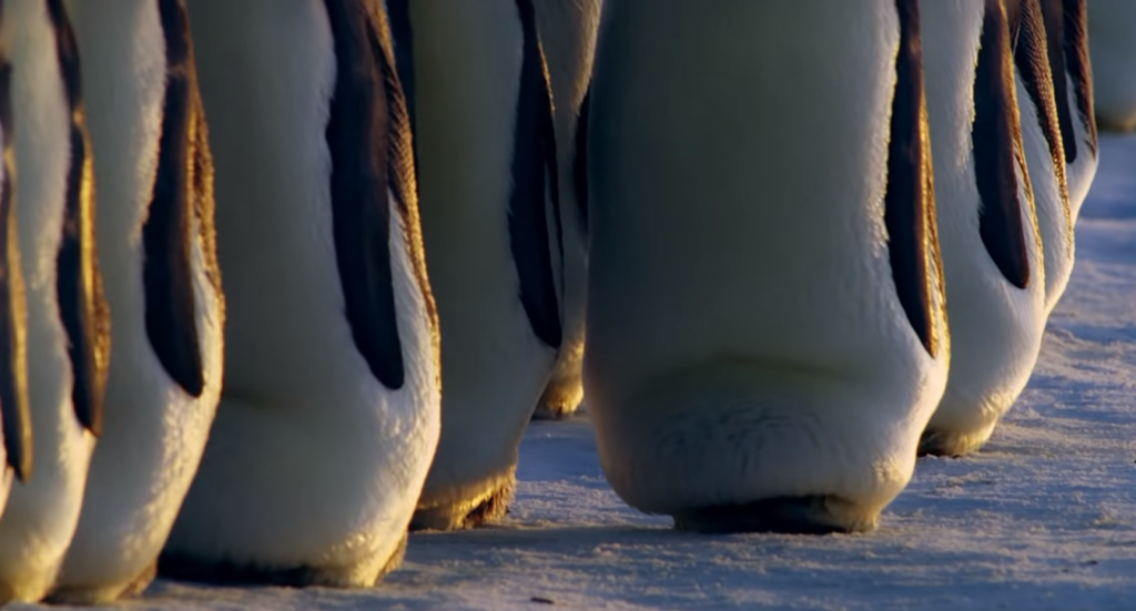 Penguins in General
