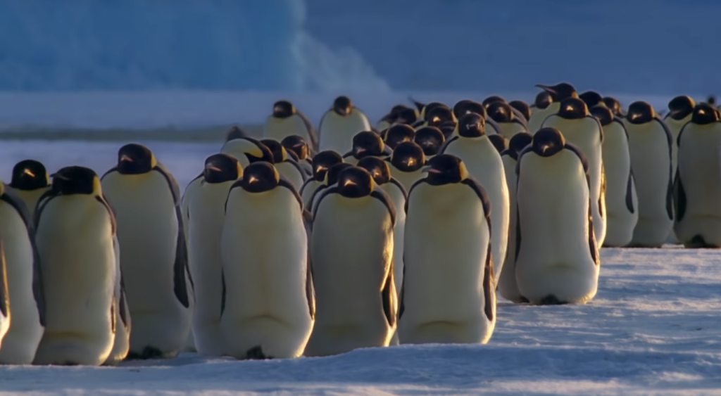 Types of Penguins That Live in Warm Climates