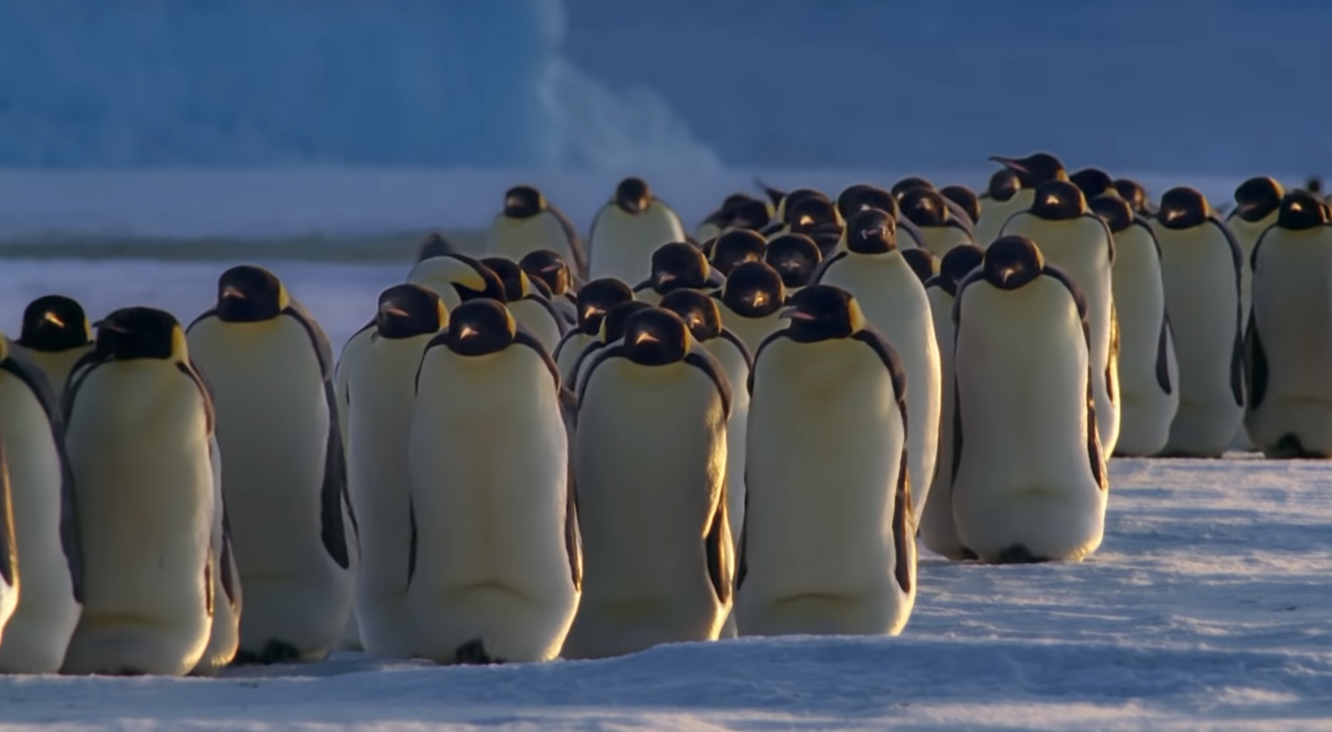 Can Penguins Live In Warm Weather? - WeatherStationPro