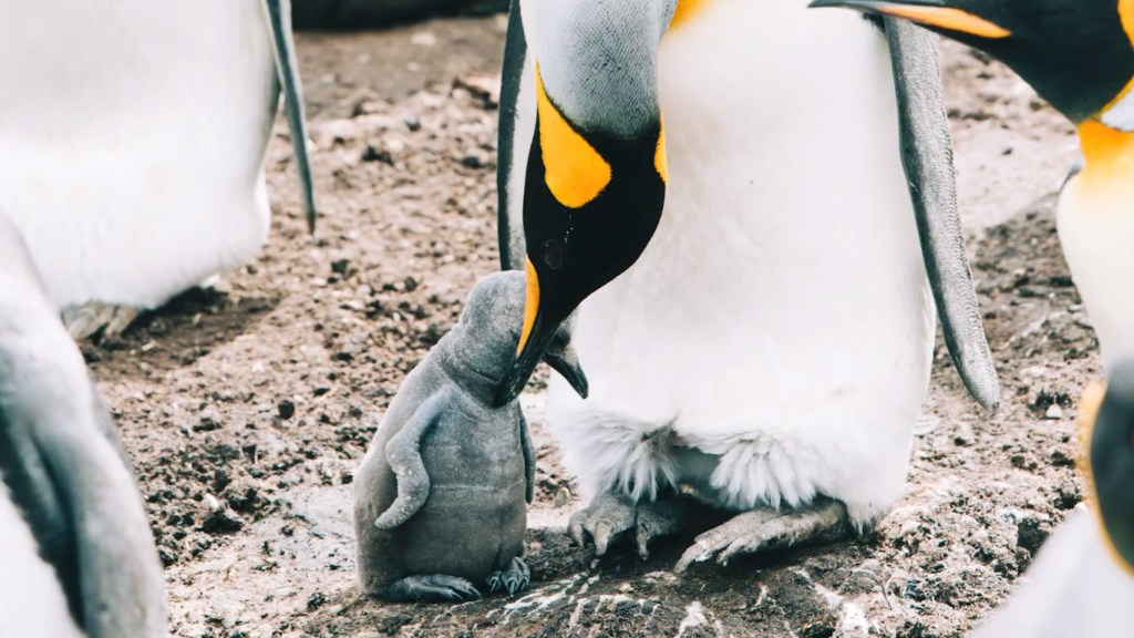 Types of Penguins That Live in Warm Climates