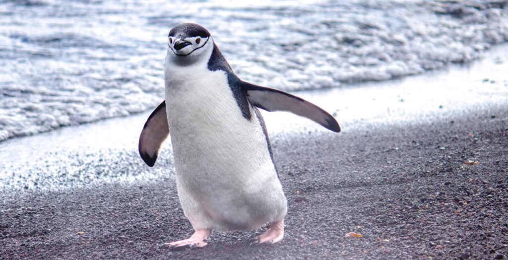 Types of Penguins That Live in Warm Climates