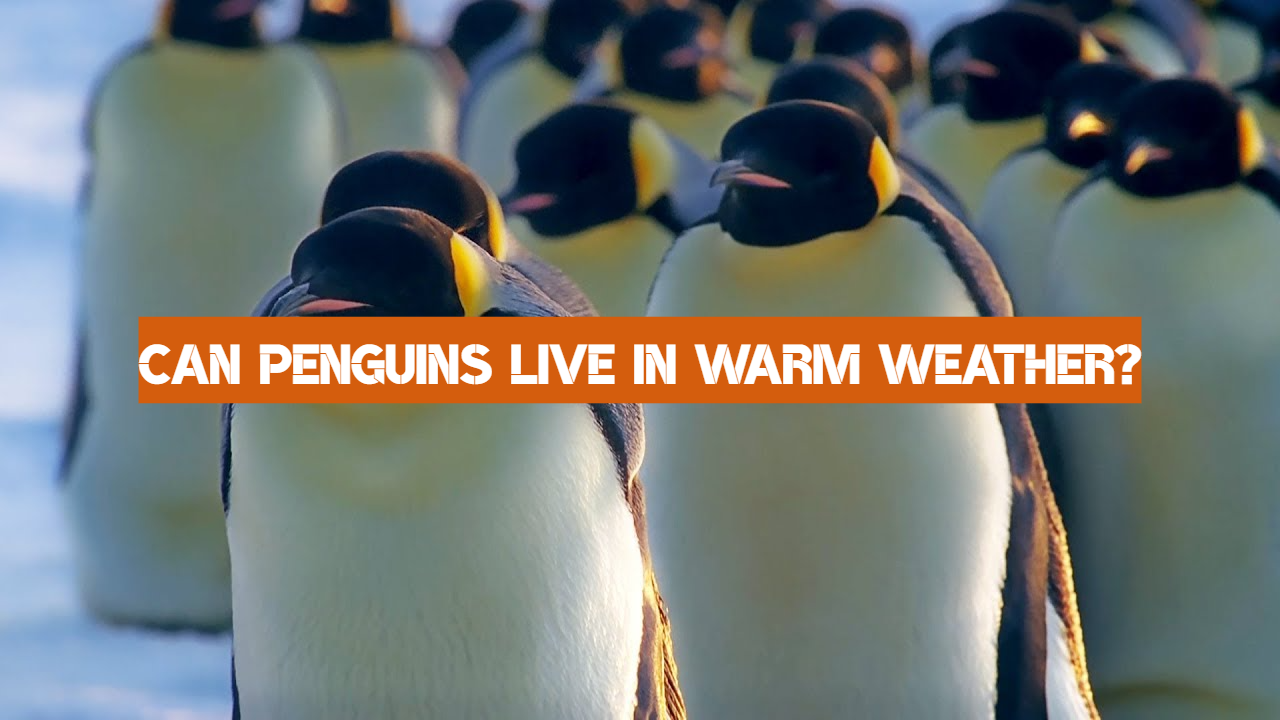 Can Penguins Live In Warm Weather?