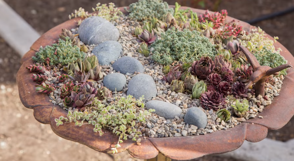 Can Succulents Survive Cold Weather?