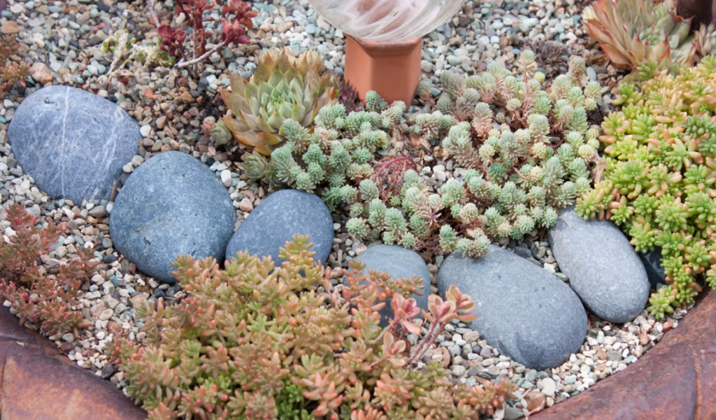 How to Prepare Your Succulents For Winter Indoors