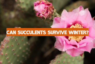 Can Succulents Survive Winter?