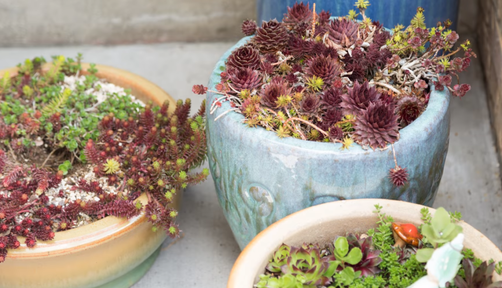 How to Prepare Your Succulents For Winter Indoors