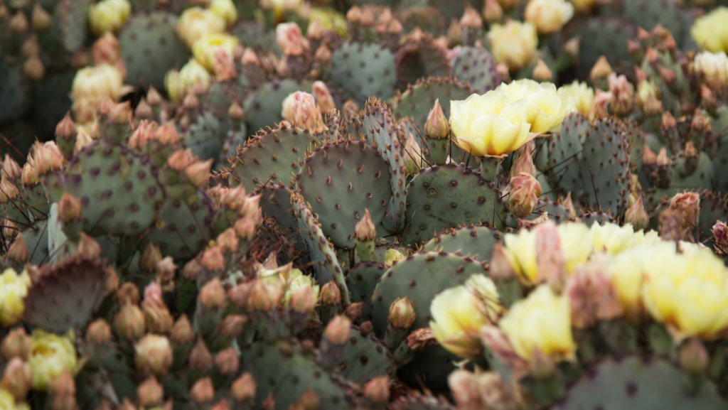 How to Prepare Your Succulents For Winter Outdoors