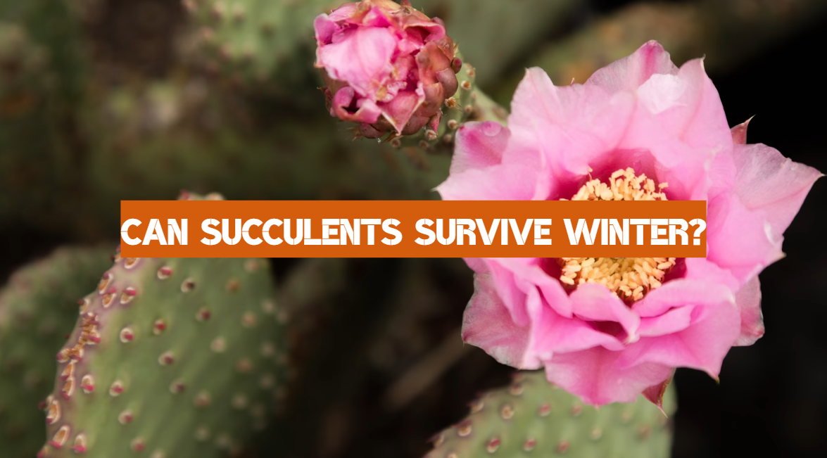 Can Succulents Survive Winter?