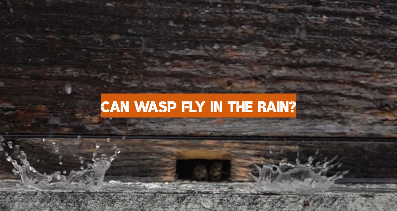 Can Wasp Fly in the Rain?