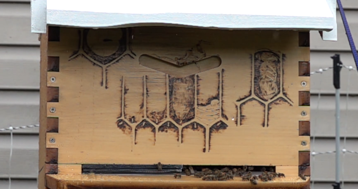 Can Wasp Fly in the Rain? WeatherStationPro