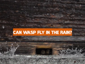 Can Wasp Fly in the Rain?