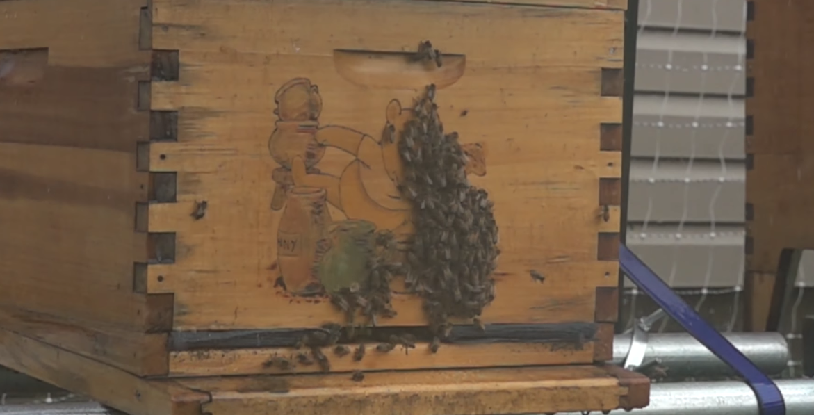 Can Wasp Fly in the Rain? WeatherStationPro